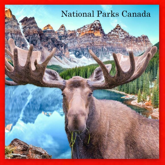 Canada Silver 1982, 1983 & 1985 0.500 Fineness Dollar Coins! - Picture 11 of 16